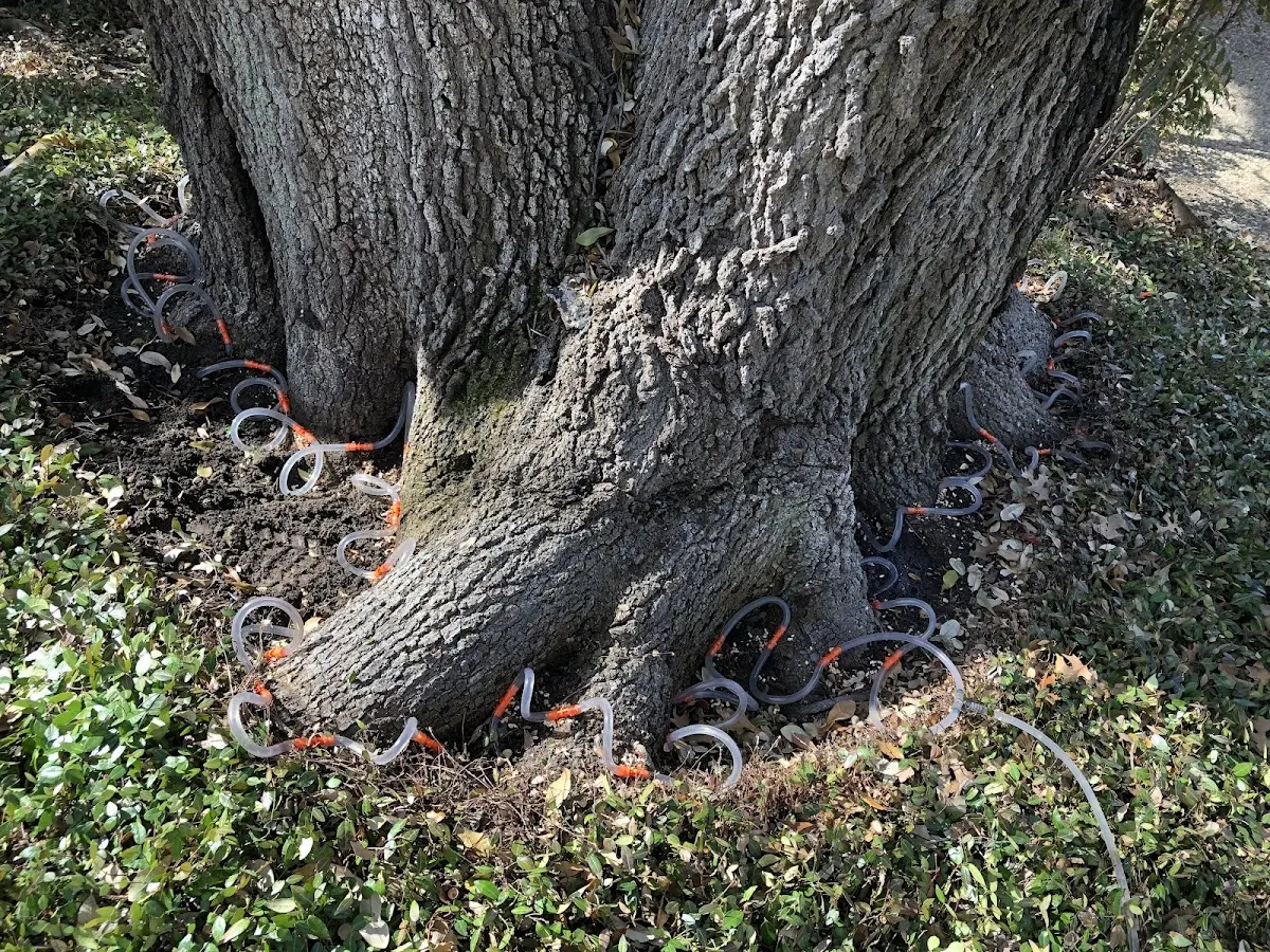 Detailed Tree Cabling and Bracing job site in Albright