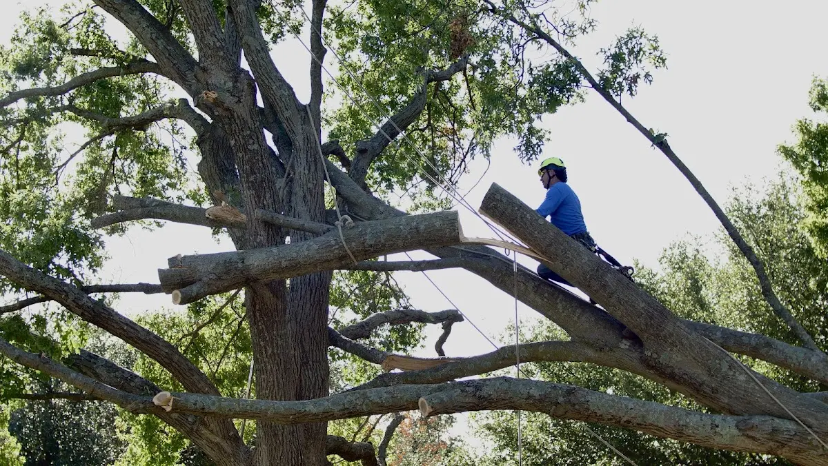 Professional Hazardous Tree Removal performed by certified arborists in Albright