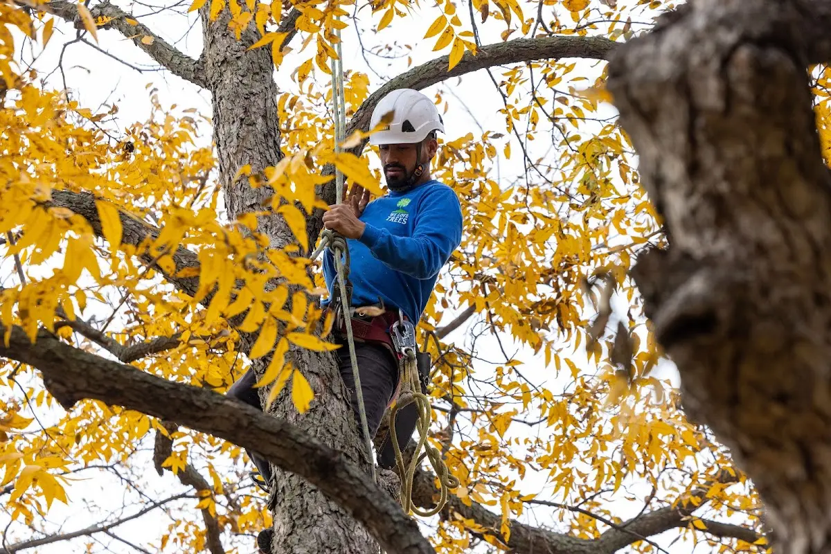 Skilled Dead Tree Removal crew working in Albright