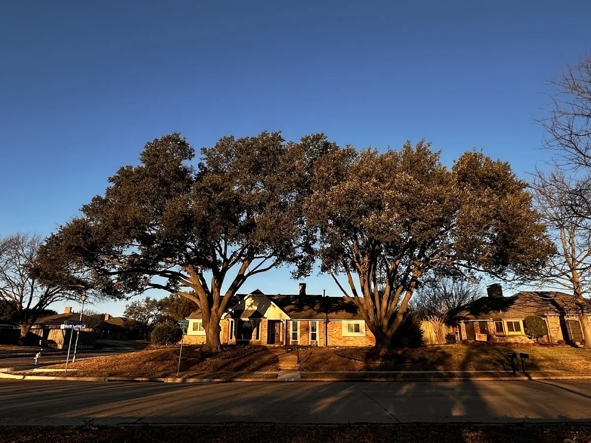 Established residential canopy tree shading a home in Albright
